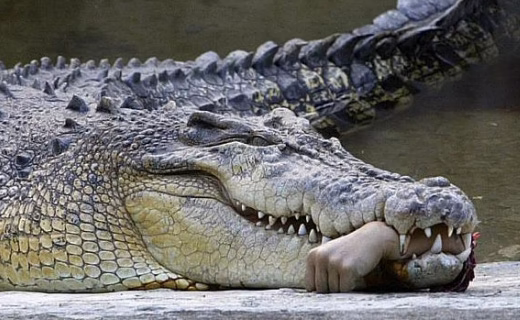 حمله حیوانات درنده به پرندگان