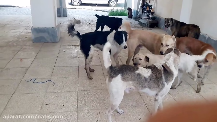 درگیری سگ های گله ولگرد وحشی سر جفت گیری