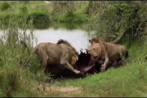 شدیدترین جنگ های حیوانات وحشی