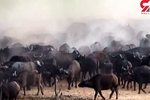 شکار شدن شیر این بار توسط گاومیش ها / فیلم جسد