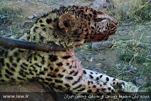 شکار شدن یک روباه توسط پلنگ