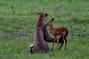 شکار عجیب یک آهو توسط پلنگ گرسنه