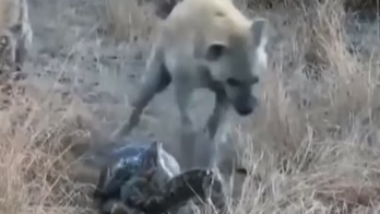 شکار مار بوسیله کفتار