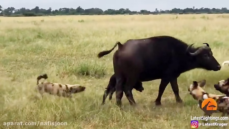 شکار پرقدرت و نفس‌گیر بوفالو توسط گله شیرها