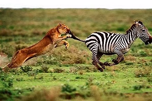 شکارگوزن توسط شیر حیوانات رازبقا