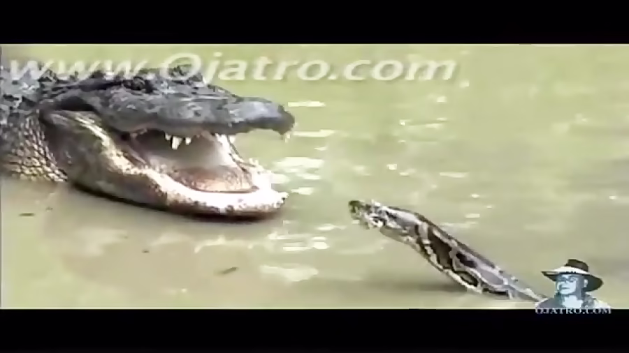 شگفت انگیزترین جنگ تمساح با مار پیتون غولپیکر و بزرگ