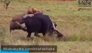 فیلم بیرحمی و شکار ، توسط دسته ای از شیرها ی گرسنه