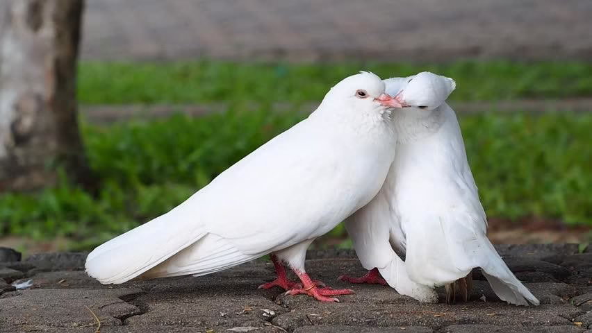 فیلم جفت گیری کبوتر