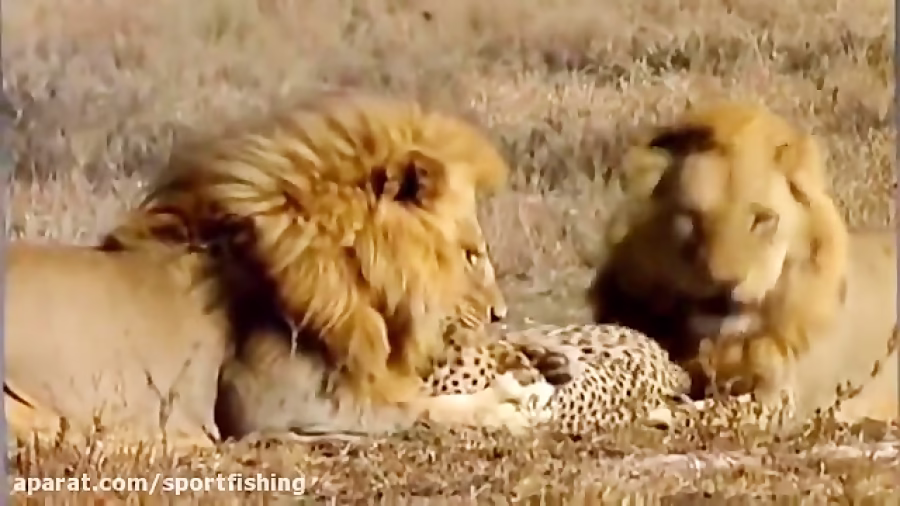 فیلم مستند جنگ و جدال شیر و همه حیوانات