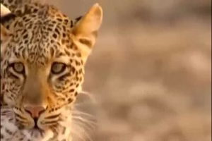 فیلم مستند دیدنی جنگ و جدال حیوانات حیات وحش افریقا