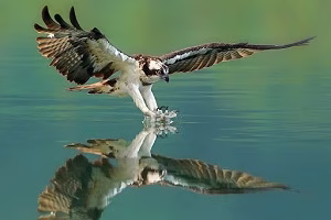 لحظه های دیدنی از شکار عقاب ها