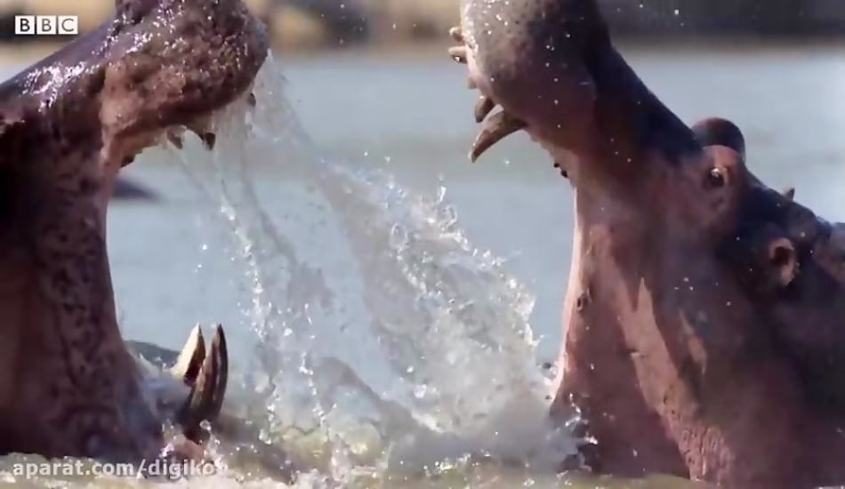 مبارزه سهمگین اسب آبی نر در فصل جفت گیری