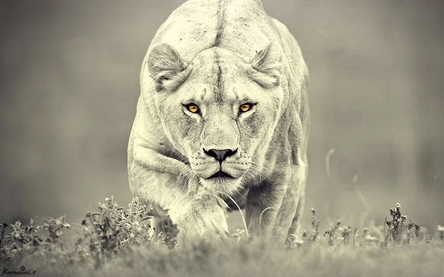 مستند حیات وحش شکار کردن حرفه ای شیر ها.