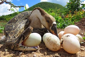 نجات غاز خانگی از حمله مار پایتون | حمله حیوانات وحشی