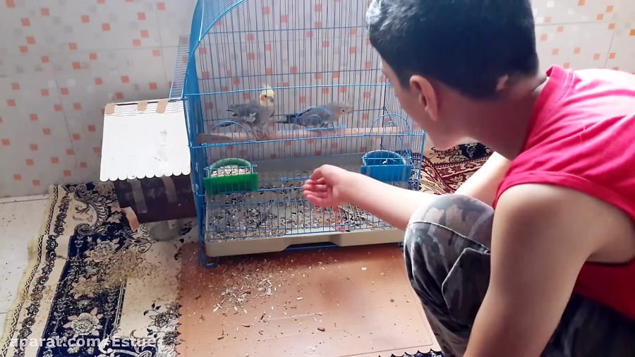 واکنش طوطی نر بعد از جفت گیری