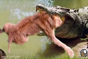 کلیپ حیوانات/شکار حیوانات/نبرد حیوانات/حیات وحش