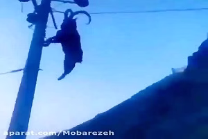 گرفتار شدن بز کوهی روی سیم برق