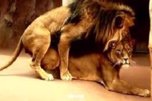 جفت گیری شیر در باغ وحش