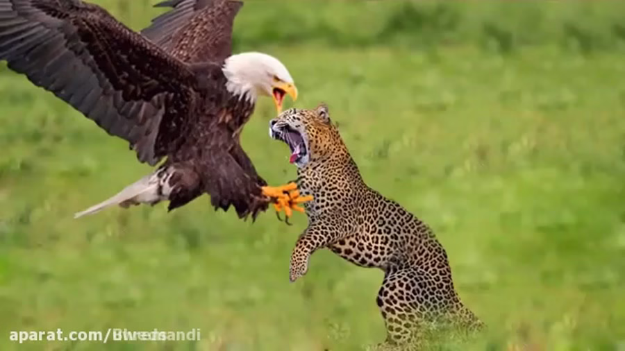 حیات وحش، شکار برای بقاء حمله عقاب برای شکار گراز
