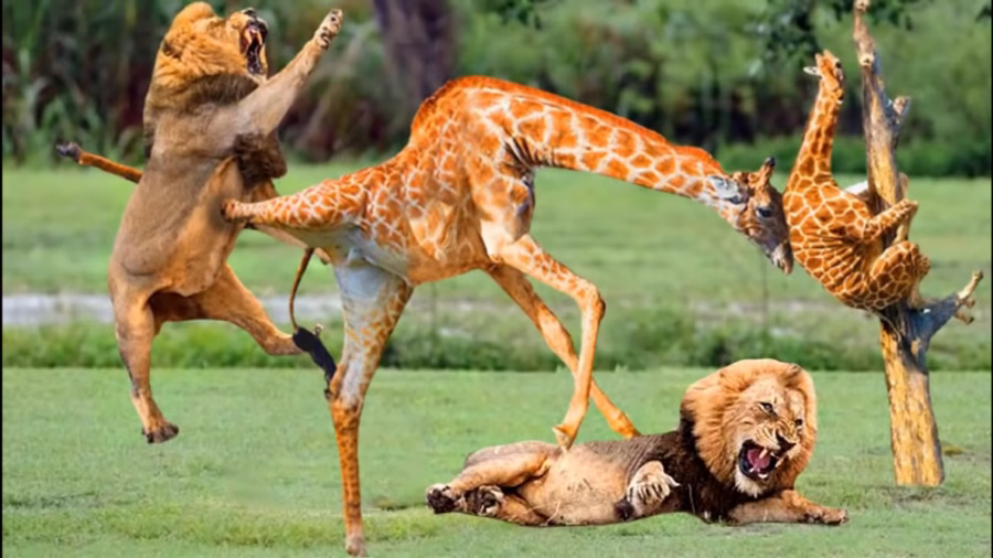 حیات وحش، شکست تحقیرآمیز شیرها در مقابل بوفالوها