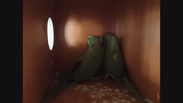 رقصیدن در حال جفت گیری جفت گیری باحالیه