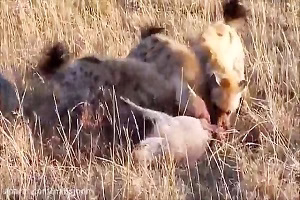 زنده خواری خرس از گراز نگون بخت و سر رسیدن انسان ها