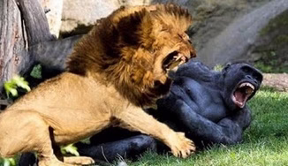 شکار حیوانات وحشی در حیات وحش