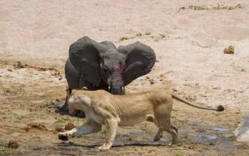 صحنه ای از شکار کردن بچه فیل توسط گله شیر ها