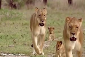 صحنه های بسیار جذاب از حیوانات وحشی و توله هایشان در حیات وحش