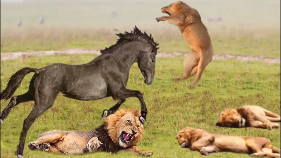 فیلم جنگ و جدال بوفالوها و شکارهای حیات وحش افریقا