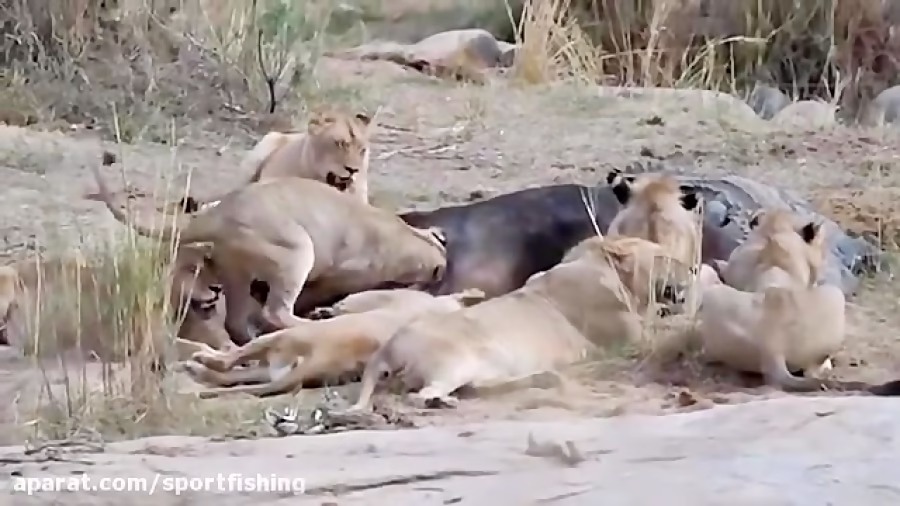 فیلم مستند عجایب جنگ و شکار حیوانات حیات وحش