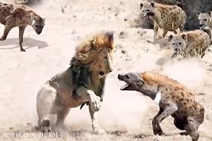 همکاری دو دشمن حیات وحش؛ شیر و کفتار برای شکار کردن