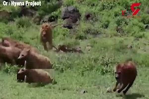 وحشت گله کفتارها از یک شیر نر