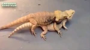 جفت گیری سوسمار