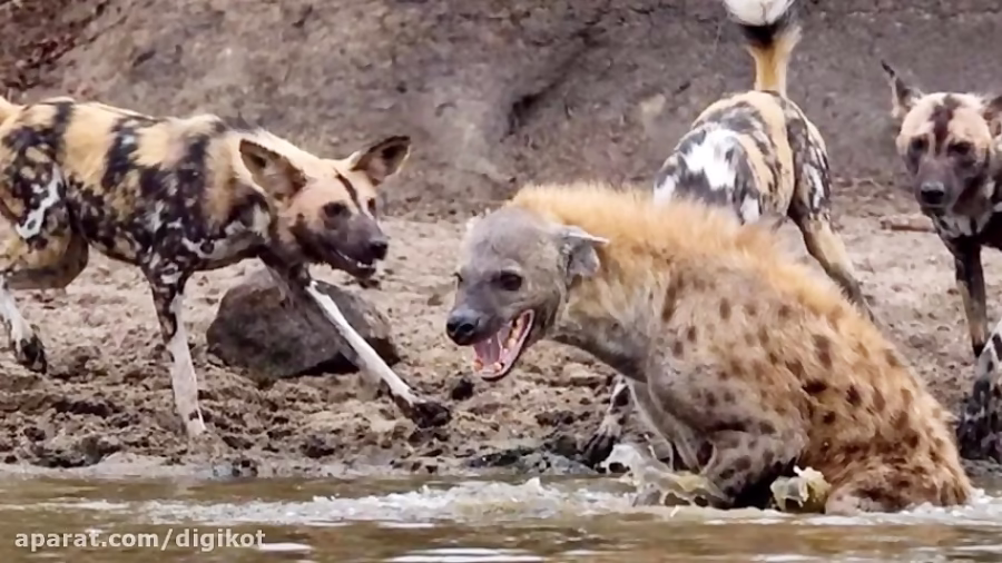 حیات وحش، حمله سگ های وحشی برای شکار