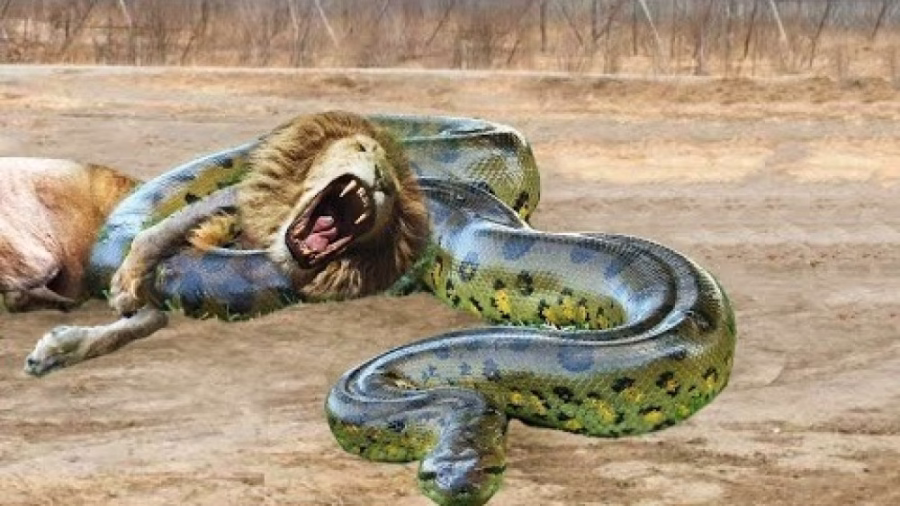 دیوانه ترین حملات شیر در مقابل پیتون ببر گوریل فیل سگ وحشی تمساح بوفالو