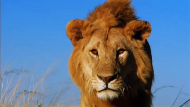 راز بقا - شکست خوردن سلطان جنگل - مستند حیات وحش