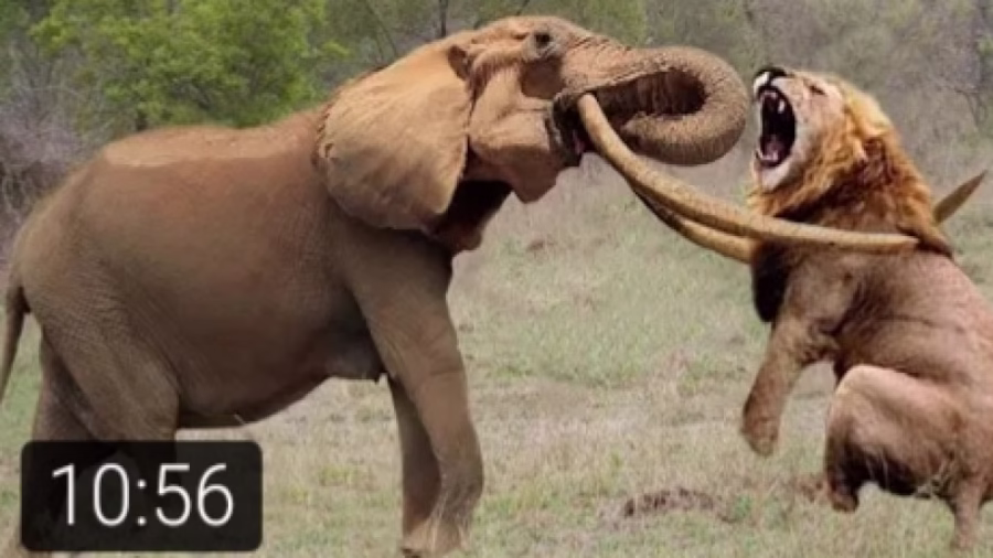 راز بقا – مستند حیات وحش – جنگ شیر مادر با حیوانات وحشی