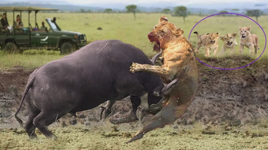 راز بقا – مستند حیات وحش – شکست دادن شیر توسط بوفالو