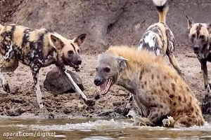 رازبقاء حیوانات وحشی حمله کفتار ها