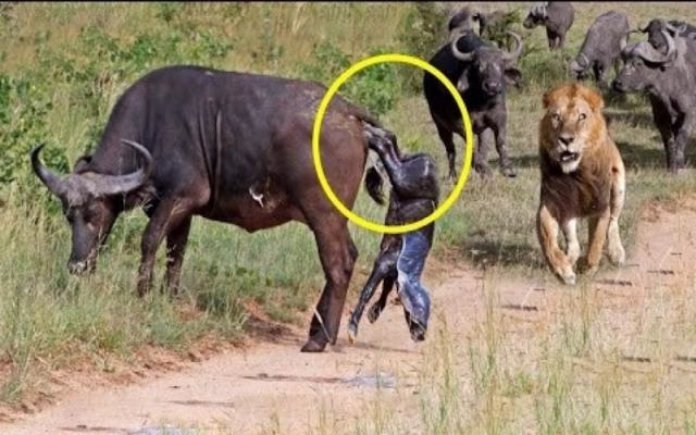 شیرها در مقابل بوفالو - حیات وحش