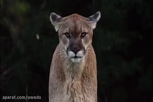 مجموعه ای از حمله شیر به حیوانات...حتما ببینید.