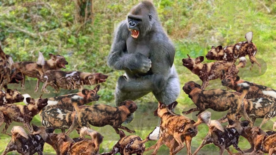 گوریل در مقابل سگ وحشی - شگفت انگیزترین حمله حیوانات