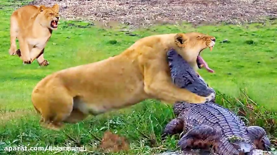 جنگ حیوانات , شکار حیوانات