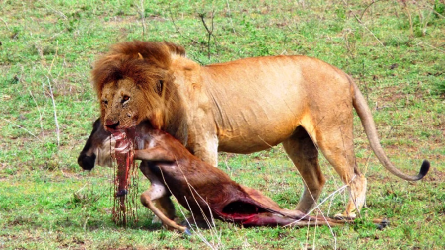 جنگ حیوانات,