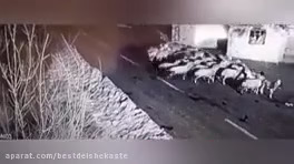 جنگ حیوانات,سگ