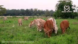 مستند حیات وحش - کامیون پر از گاو مرده است - حیوانات وحشی