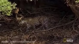 نبرد حیوانات وحشی - جگوار در مقابل کفتار خالدار - چه کسی برنده خواهد شد؟