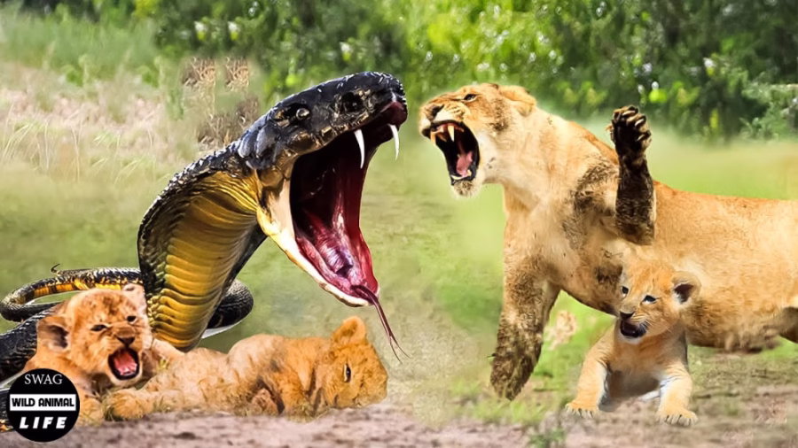 حادثه وحشتناک برای مار در حمله به خانواده شیرها !!! جنگ حیوانات