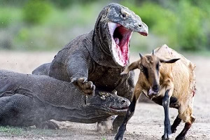 برترین حملات شیرها - کلیپ حیوانات وحشی - حمله شیر به اژدها کومودو